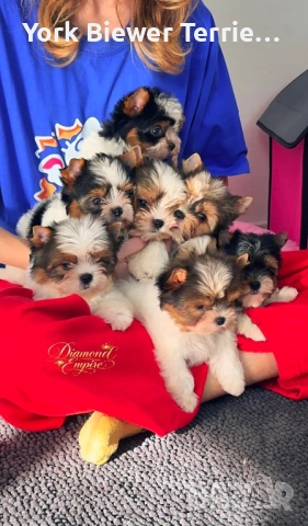 Йорки, сладки пухкави кученцата с родословие! Доставка!