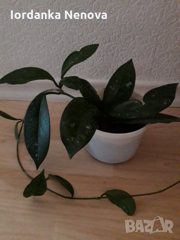 Хоя-восъчно цвете, снимка 3 - Стайни растения - 35149952