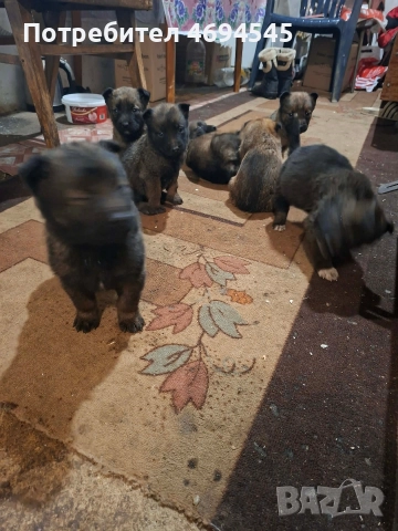 бебета Малиноа Белгийска овчарка