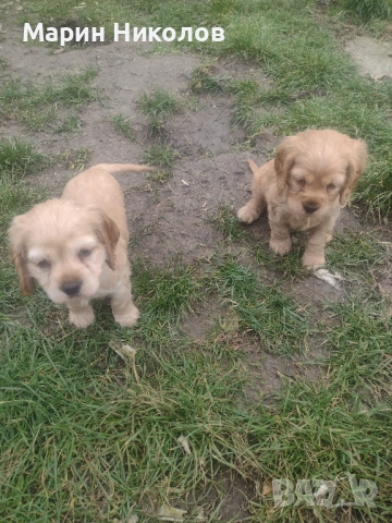  Американски кокер шпаньол , снимка 7 - Кокер шпаньол - 52322571