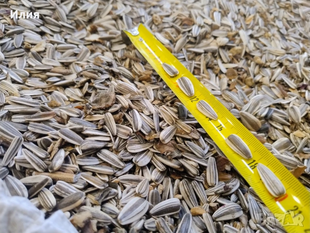 Продавам шарен слънчоглед за чоплене