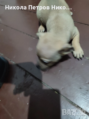 Пинчери , снимка 2 - Пинчер - 52860275