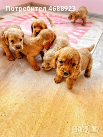 Продавам кокер шпаньоли