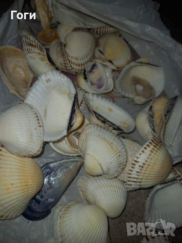 Модели Мидички и рапани за декорация , снимка 3 - Декорация за дома - 52829136