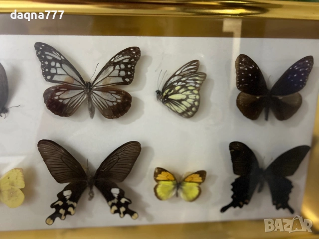 Рамка с екзотични пеперуди Азия, снимка 9 - Декорация за дома - 53397346