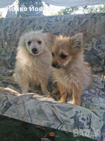 Немски шпиц  , снимка 2 - Немски шпиц - 50529986