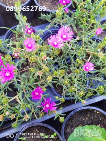 Делосперма