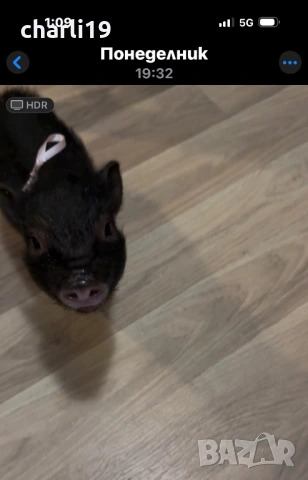 Мини виетнамско прасенце, снимка 7 - Други животни - 53264436