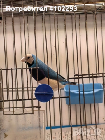 Продавам различни видове амадини, снимка 11 - Амадини - 52388953