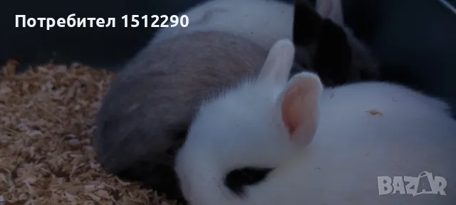 Малки декоративни зайчета, снимка 6 - Декоративни зайчета - 49376091