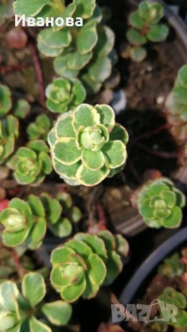 Седум 13, снимка 6 - Градински цветя и растения - 28266321