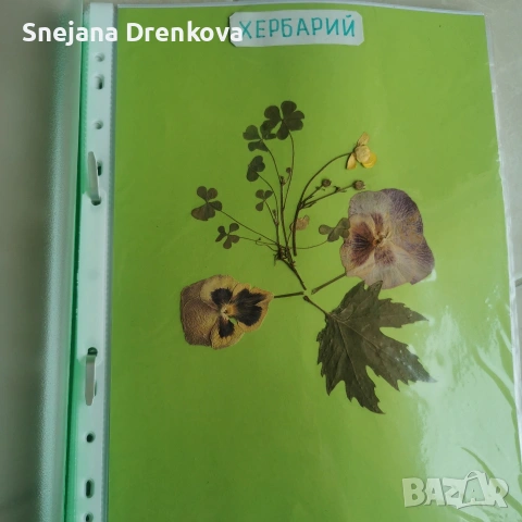 Систематичен хербарий