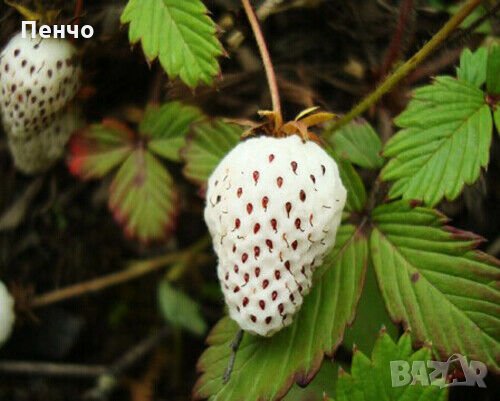 200 семена от плод бяла ягода органични плодови бели ягодови семена от вкусни ягоди отлични плодове , снимка 3 - Сортови семена и луковици - 27610003