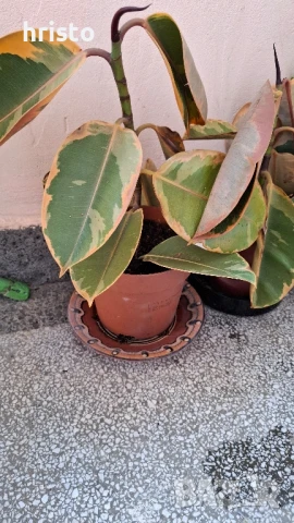 шарен фикус 50см., снимка 2 - Стайни растения - 51117203