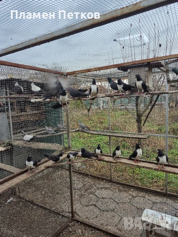 Унгарска калугерка (лястовица), снимка 6 - Гълъби - 53062566