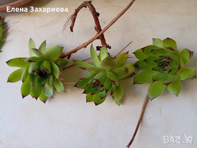 Продавам кактуси, снимка 10 - Стайни растения - 17950413