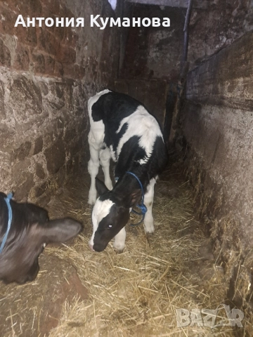 Продавам телета , снимка 2 - Крави - 47832133