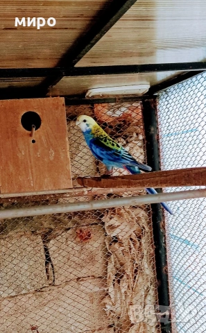 Жълтоглава розела !, снимка 2 - Папагали - 53406872