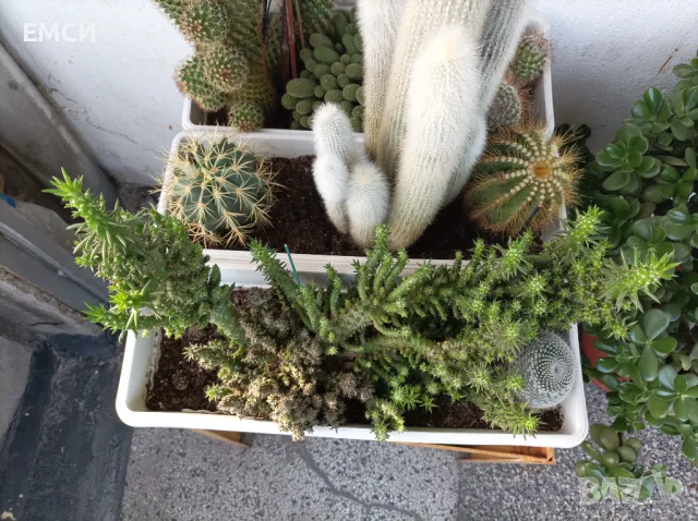 Продавам кактуси, НОЛИНА, снимка 6 - Градински цветя и растения - 45402492