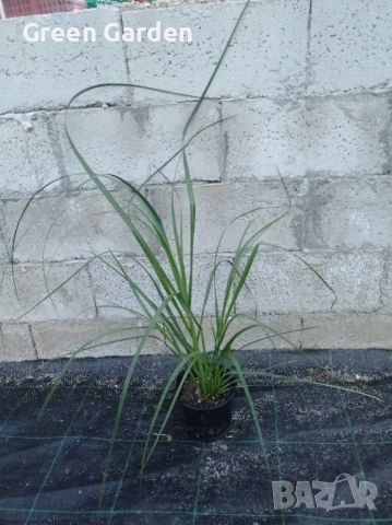 Пампаска трева , снимка 2 - Градински цветя и растения - 51097704