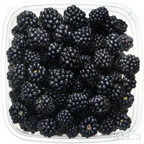 Висококачествени нови семена от хранителна Къпина без бодли Rubus rusticanus 50+ семена антиоксидант, снимка 10 - Сортови семена и луковици - 49257573