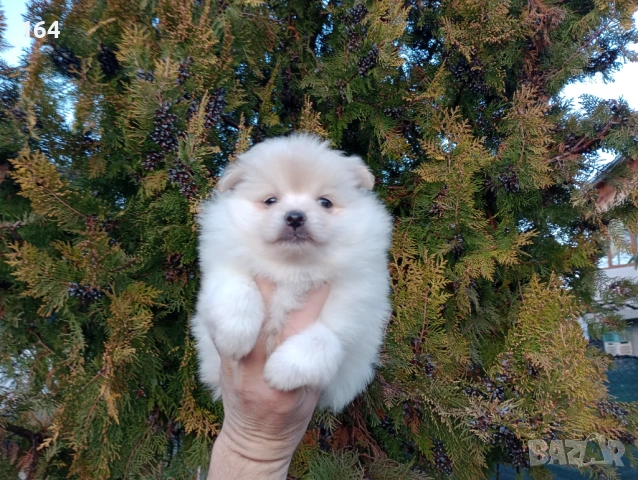 Женско Померанче.  Реални снимки от 15.02.26 г.  , снимка 2 - Померан - 53486458