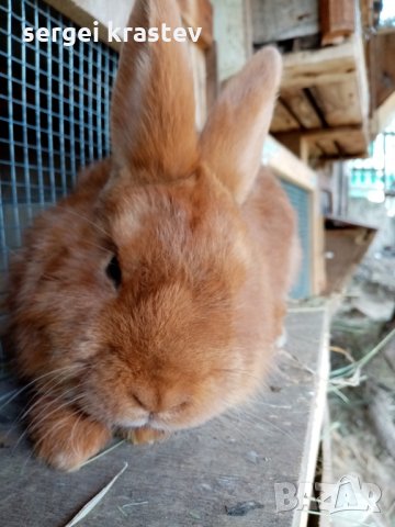 зайци, снимка 9 - Други животни - 27376415