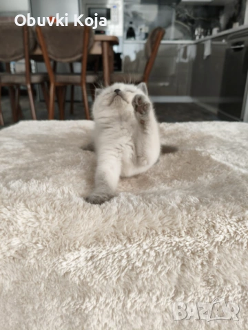 Уникален подарък за вашите любими , снимка 4 - Британска късокосместа - 53035390