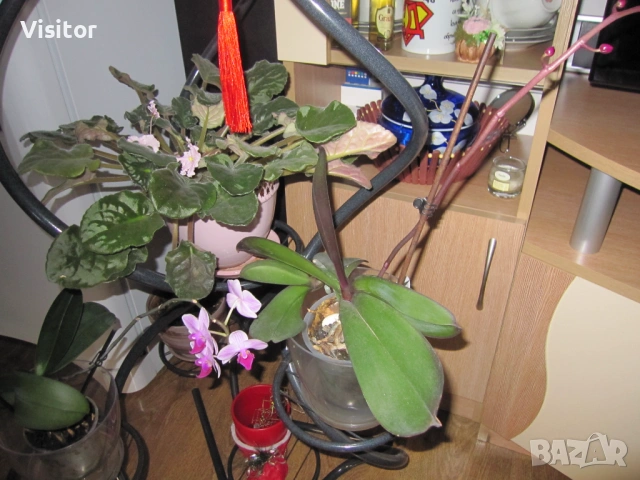 Canon Digital IXUS 110 IS  12,1МРх, снимка 11 - Фотоапарати - 53060476