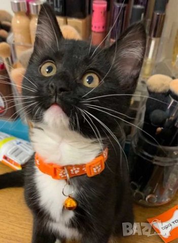 Нашийници / каишки за малки кучета и котки със звънче. Нашийник / каишка за малко куче и котк., снимка 16 - За кучета - 27719543