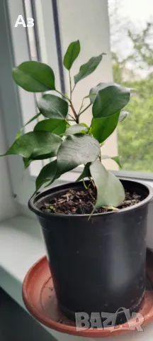 Продавам Бенджамини, височина 30-35 см, снимка 3 - Стайни растения - 49896679