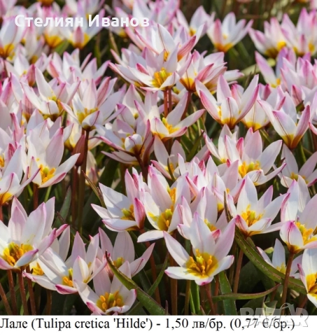 БОТАНИЧЕСКИ ЛАЛЕТА – ЛУКОВИЦИ, снимка 9 - Сортови семена и луковици - 52372825