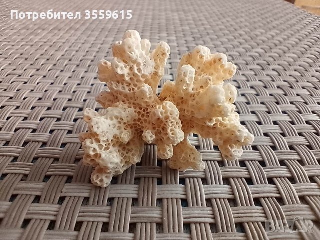 морски корал от остров Борнео, снимка 2 - Колекции - 40827497