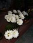 Цъфтящ кактус Ехинопсис (Echinopsis eyriesii) различни големини, снимка 5