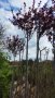 Червенолистна слива, снимка 1 - Градински цветя и растения - 40726979