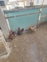 Катунски кокошки , снимка 1
