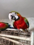 Ръчнохранени ара арлекин и ара руби, снимка 3