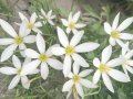 Зефирантес, снимка 1 - Градински цветя и растения - 39521355
