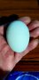 Разплодни яйца от сребриста Араукана , снимка 5