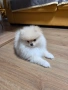 Померан момиче, снимка 3