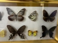 Рамка с екзотични пеперуди Азия, снимка 9