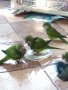 Ръчно хранени папагали Монах, снимка 2