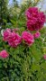 Резници от дребен трендафил 💥, снимка 1 - Градински цветя и растения - 37002730