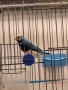 Продавам различни видове амадини, снимка 11
