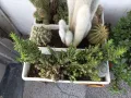 Продавам кактуси, НОЛИНА, снимка 6