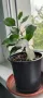 Продавам Бенджамини, височина 30-35 см, снимка 3