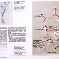 Животинското тяло Учебник по пластична анатомия Годфрид Бамес download pdf, снимка 2 - Енциклопедии, справочници - 28299610
