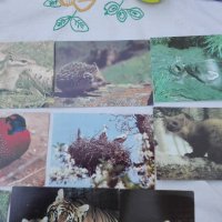 картички животни, снимка 3 - Колекции - 27601897