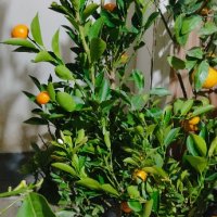 лимон,зелен лимон лайм,кумкуат, снимка 11 - Градински цветя и растения - 43271965