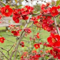 Червена Японска Дюля, Сhaenomeles superba nicoline, снимка 4 - Градински цветя и растения - 39410331